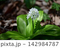 新緑の木漏れ日とツバメオモト 142984787
