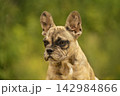 Adorably wrinkled fawn merle French Bulldog puppy looking attentively against soft autumn bokeh background 142984866