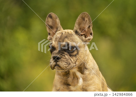 Adorably wrinkled fawn merle French Bulldog puppy looking attentively against soft autumn bokeh background Adorably wrinkled fawn merle French Bulldog puppy looking attentively against soft autumn bokeh background 142984866