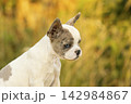 Detailed portrait of a young merle French Bulldog puppy with unique heterochromia looking down in autumn park 142984867