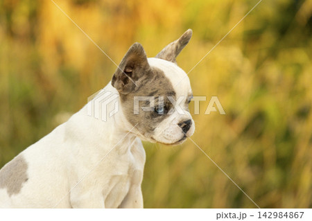 Detailed portrait of a young merle French Bulldog puppy with unique heterochromia looking down in autumn park Detailed portrait of a young merle French Bulldog puppy with unique heterochromia looking down in autumn park 142984867