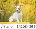 Purebred merle pied French Bulldog puppy with heterochromia looking aside outdoors on warm yellow backdrop 142984868