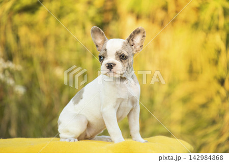 Purebred merle pied French Bulldog puppy with heterochromia looking aside outdoors on warm yellow backdrop Purebred merle pied French Bulldog puppy with heterochromia looking aside outdoors on warm yellow backdrop 142984868