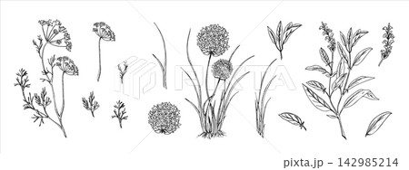 Hand Drawn Culinary Herbs Set. Sage, Chives or Garlic and Dill whole plants and separate leaves and branches, flower umbel. Black Botanical Line Art. For herbal packaging, organic food branding, spice 142985214