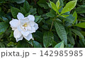 クチナシ 142985985
