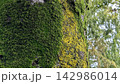 苔 142986014