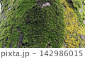 苔 142986015