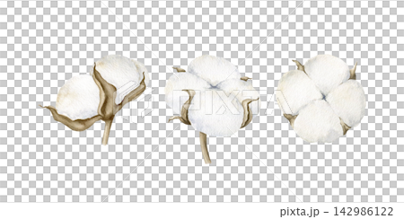 White cotton bolls watercolor isolated illustration set. Soft hand drawn texture, delicate botanical clipart for Christmas holidays, winter decor, New Year design and greeting cards. Detailed drawing. White cotton bolls watercolor isolated illustration set. Soft hand drawn texture, delicate botanical clipart for Christmas holidays, winter decor, New Year design and greeting cards. Detailed drawing. 142986122