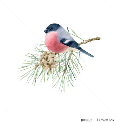 Winter composition with cute bullfinch sitting on pine branch with cone watercolor isolated illustration. Hand drawn festive clipart for Christmas holidays, New Year design and greeting cards. 142986123