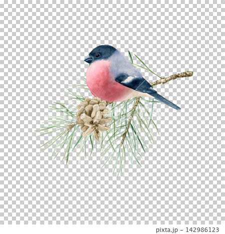 Winter composition with cute bullfinch sitting on pine branch with cone watercolor isolated illustration. Hand drawn festive clipart for Christmas holidays, New Year design and greeting cards. Winter composition with cute bullfinch sitting on pine branch with cone watercolor isolated illustration. Hand drawn festive clipart for Christmas holidays, New Year design and greeting cards. 142986123