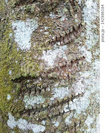 Detailed tree bark texture covered in green moss and white lichen patches closeup. Natural organic pattern for rustic background or forest surface. Detailed tree bark texture covered in green moss and white lichen patches closeup. Natural organic pattern for rustic background or forest surface. 142986184