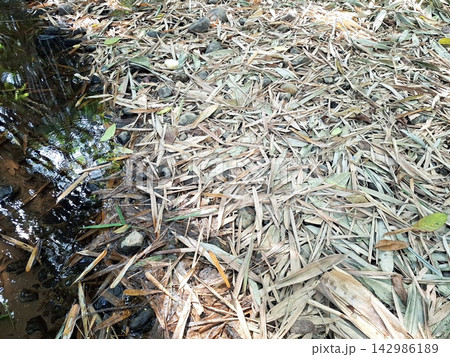 Fallen brown bamboo foliage covers the damp ground near clean stream bank in tropical forest creating organic texture in nature reserve. 142986189