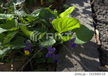 A sweet violet blooming outdoors in the sunlight. A sweet violet blooming outdoors in the sunlight. 142986518