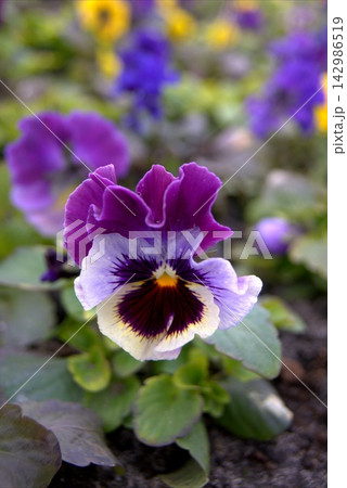 Close-up of Viola Freslii Pansy flower Close-up of Viola Freslii Pansy flower 142986519