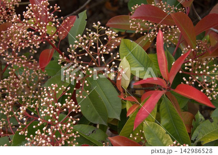 Background of branches with clusters of small, creamy-white flowers from the Photinia fraseri Red Robin plant. Background of branches with clusters of small, creamy-white flowers from the Photinia fraseri Red Robin plant. 142986528