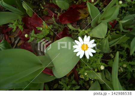 A small daisy among fallen tulip petals. A small daisy among fallen tulip petals. 142986538
