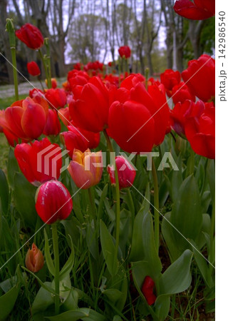 Bright red tulips in the city park Bright red tulips in the city park 142986540