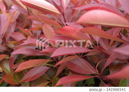 Background of bright young leaves of Photinia fraseri Red Robin Background of bright young leaves of Photinia fraseri Red Robin 142986541