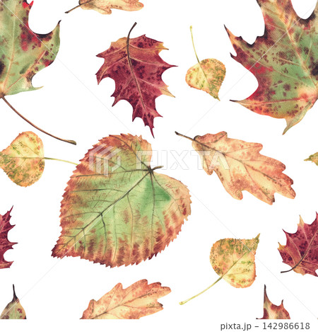 Autumn leaves seamless pattern from deciduous trees. Realistic hand drawn watercolor illustration, coloured in red, orange, yellow, green. Fall foliage for textile, wallpaper. Isolated from background Autumn leaves seamless pattern from deciduous trees. Realistic hand drawn watercolor illustration, coloured in red, orange, yellow, green. Fall foliage for textile, wallpaper. Isolated from background 142986618