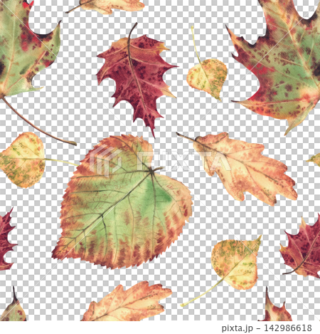 Autumn leaves seamless pattern from deciduous trees. Realistic hand drawn watercolor illustration, coloured in red, orange, yellow, green. Fall foliage for textile, wallpaper. Isolated from background Autumn leaves seamless pattern from deciduous trees. Realistic hand drawn watercolor illustration, coloured in red, orange, yellow, green. Fall foliage for textile, wallpaper. Isolated from background 142986618