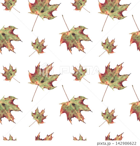 Watercolor Autumn maple leaf seamless pattern. Realistic hand painted Green, yellow, red orange, golden coloured fall foliage Floral, botanical illustration on isolated white background seasonal print Watercolor Autumn maple leaf seamless pattern. Realistic hand painted Green, yellow, red orange, golden coloured fall foliage Floral, botanical illustration on isolated white background seasonal print 142986622