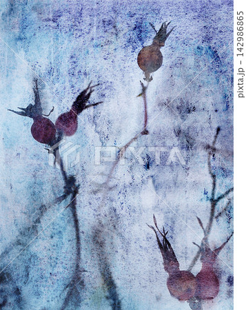 Vintage winter rosehip botanical background. Blue cyanotype print with rose hips branches and icy frost texture, monotype watercolor illustration. 142986865
