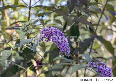 Fresh Purple Butterfly Bush Flowers with Orange Centers Fresh Purple Butterfly Bush Flowers with Orange Centers 142987502