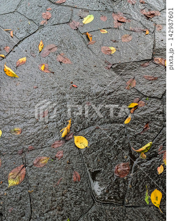 雨に濡れた石畳に散る色鮮やかな落ち葉 / 秋の情緒を表現するウェットな背景素材 雨に濡れた石畳に散る色鮮やかな落ち葉 / 秋の情緒を表現するウェットな背景素材 142987601