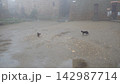 霧の街のキャットファイト　Catfight in the City of Fog 142987714