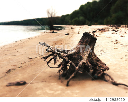 Weathered tree stump with exposed roots on the sandy lakeshore, surrounded by driftwood and calm water, creating a moody natural landscape with organic texture stillness, quiet atmosphere and leisure. 142988020