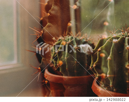 Close up of spiny cacti in terracotta pots by a window, with warm natural light, soft focus and earthy tones creating a botanical scene for home decor Close up of spiny cacti in terracotta pots by a window, with warm natural light, soft focus and earthy tones creating a botanical scene for home decor 142988022