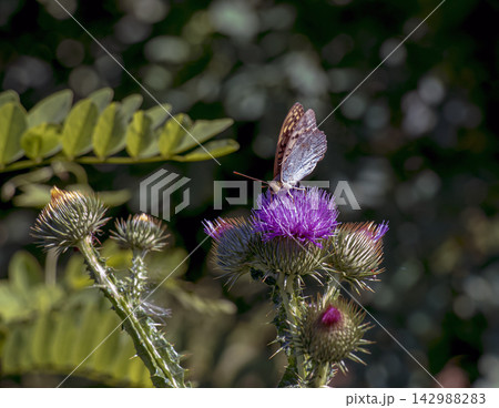 Silver Washed Fritillary on Blooming Spear Thistle Close Up 142988283