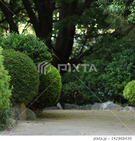 Quiet garden path surrounded by green shrubs Quiet garden path surrounded by green shrubs 142988430