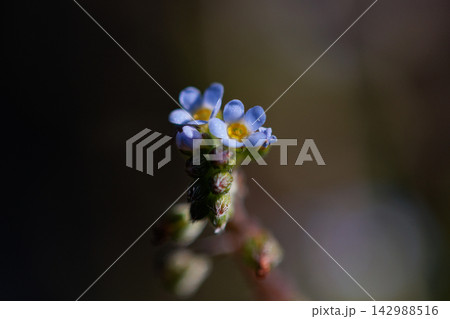 小さな薄いブルーの花を咲かせ、葉をもむとキュウリのような匂いがすることから名付けられた花 小さな薄いブルーの花を咲かせ、葉をもむとキュウリのような匂いがすることから名付けられた花 142988516