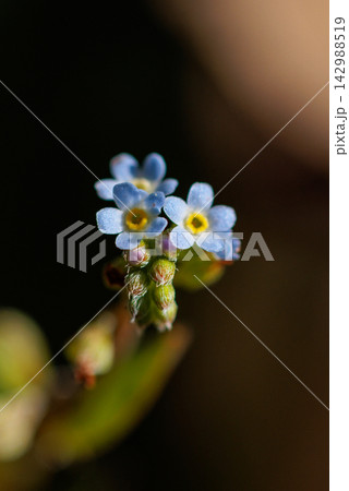 小さな薄いブルーの花を咲かせ、葉をもむとキュウリのような匂いがすることから名付けられた花 小さな薄いブルーの花を咲かせ、葉をもむとキュウリのような匂いがすることから名付けられた花 142988519