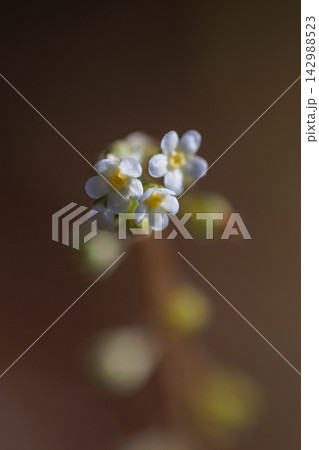 小さな薄いブルーの花を咲かせ、葉をもむとキュウリのような匂いがすることから名付けられた花 142988523