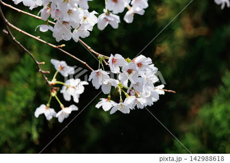 出会いと別れを彩る日本の花　サクラ 142988618