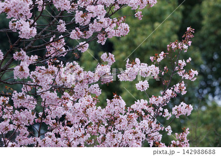 出会いと別れを彩る日本の花 サクラ 出会いと別れを彩る日本の花 サクラ 142988688