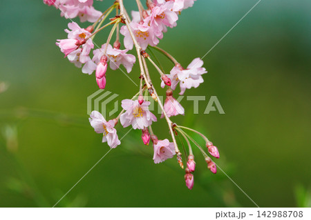 出会いと別れを彩る日本の花 サクラ 出会いと別れを彩る日本の花 サクラ 142988708