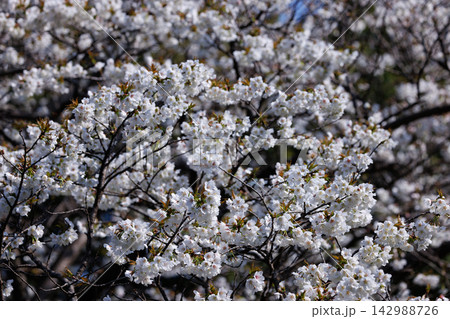 出会いと別れを彩る日本の花 サクラ 出会いと別れを彩る日本の花 サクラ 142988726