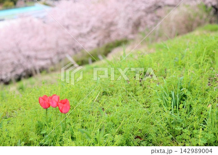 可愛い 春花 チューリップ 可愛い 春花 チューリップ 142989004