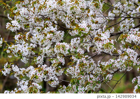 出会いと別れを彩る日本の花　サクラ 142989034