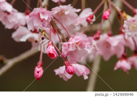 出会いと別れを彩る日本の花　サクラ 142989046