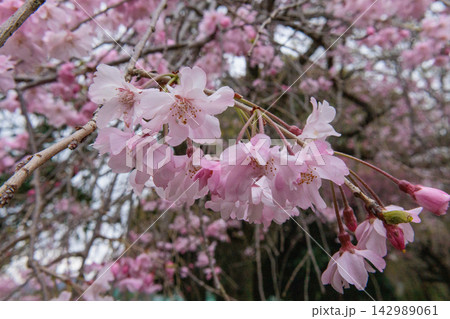 出会いと別れを彩る日本の花　サクラ 142989061