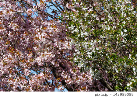 出会いと別れを彩る日本の花 サクラ 出会いと別れを彩る日本の花 サクラ 142989089