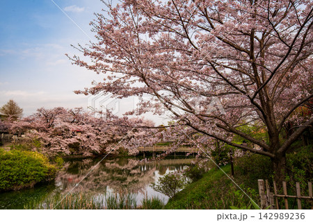 今泉名水桜公園の風景　神奈川県秦野市 142989236