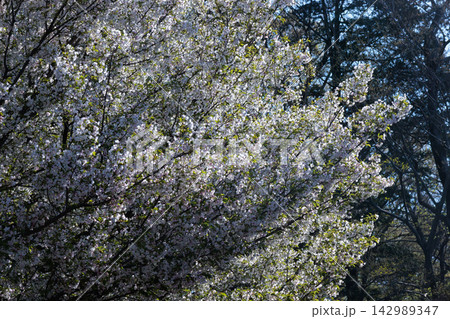 出会いと別れを彩る日本の花 サクラ 出会いと別れを彩る日本の花 サクラ 142989347