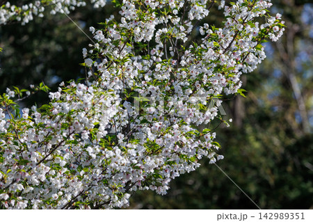 出会いと別れを彩る日本の花　サクラ 142989351
