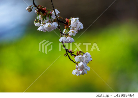出会いと別れを彩る日本の花　サクラ 142989464