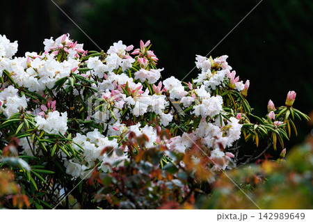 大輪の花を咲かせることで世界中で人気の花シャクナゲ 大輪の花を咲かせることで世界中で人気の花シャクナゲ 142989649